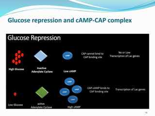 Glucose repression and cAMP-CAP complex
14
 