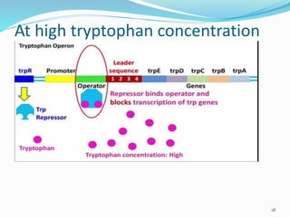 At high tryptophan concentration
18
 