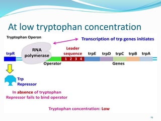 At low tryptophan concentration
19
 