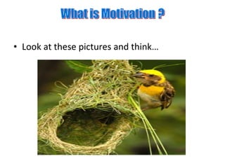 • Look at these pictures and think…
 