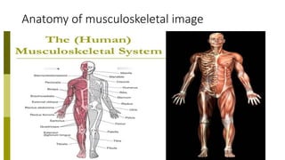 Anatomy of musculoskeletal image
 