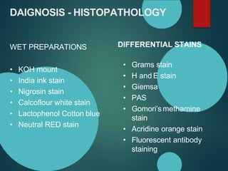 DAIGNOSIS - HISTOPATHOLOGY
WET PREPARATIONS
• KOH mount
• India ink stain
• Nigrosin stain
• Calcoflour white stain
• Lactophenol Cotton blue
• Neutral RED stain
DIFFERENTIAL STAINS
• Grams stain
• H and E stain
• Giemsa
• PAS
• Gomori’s methamine
stain
• Acridine orange stain
• Fluorescent antibody
staining
 