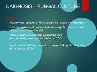 DAIGNOSIS – FUNGAL CULTURE
Culture
Tissue swabs, sputum, or BALcultures are usually nondiagnostic
Direct microscopy of bronchoalveolar lavage & transbronchial
biopsy may increase the yield
Rapid growth (48-72 hrs) on Sabouraud agar
and potato dextrose agar incubated at 37◦C
Specimens should be chopped to prevent killing of mucorales
during preparation
 