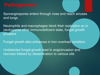 Pathogenesis
Sporangiospores enters through nose and reach sinuses
and lungs
Neutrophils and macrophages block their replication so in
neutropenia other immunodeficient state, fungal growth
prospers
Fungal growth also enhances in Iron overload condition
Undetected fungal growth lead to angioinvasion and
necrosis follwed by dissemination to various site
 