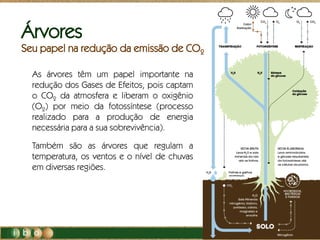 As árvores têm um papel importante na
redução dos Gases de Efeitos, pois captam
o CO2 da atmosfera e liberam o oxigênio
(O2) por meio da fotossíntese (processo
realizado para a produção de energia
necessária para a sua sobrevivência).
Também são as árvores que regulam a
temperatura, os ventos e o nível de chuvas
em diversas regiões.
Árvores
Seu papel na redução da emissão de CO2
 