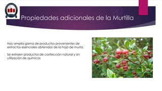 Propiedades adicionales de la Murtilla

Hay amplia gama de productos provenientes de
extractos esenciales obtenidos de la hoja de murta.
Se extraen productos de confección natural y sin
utilización de químicos

 