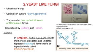 2.YEAST LIKE FUNGI
• Unicellular Fungi
• Reproduce by Budding and Fission.
• They may be oval ,spherical forms
or filamentous forms.
Example-
• Colonies in culture Pasty Appearance.
In CANDIDA ,bud remains attached to
mother cell, elongates and undergo
repeated budding to form chains of
repeated cells called
PSEUDOHYPAHE
a) Oval budding cell of candida albicans in Gram Smear
b) Pseudohyphae
c) Oval, budding yeast cell
 