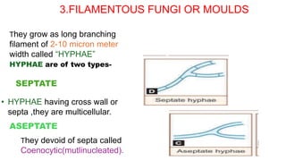 3.FILAMENTOUS FUNGI OR MOULDS
SEPTATE
They grow as long branching
filament of 2-10 micron meter
width called “HYPHAE”
HYPHAE are of two types-
• HYPHAE having cross wall or
septa ,they are multicellular.
ASEPTATE
They devoid of septa called
Coenocytic(mutlinucleated).
 