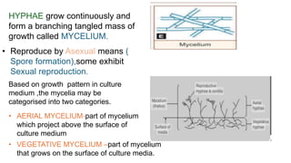 HYPHAE grow continuously and
form a branching tangled mass of
growth called MYCELIUM.
• Reproduce by Asexual means (
Spore formation),some exhibit
Sexual reproduction.
Based on growth pattern in culture
medium ,the mycelia may be
categorised into two categories.
• AERIAL MYCELIUM-part of mycelium
which project above the surface of
culture medium
• VEGETATIVE MYCELIUM –part of mycelium
that grows on the surface of culture media.
 
