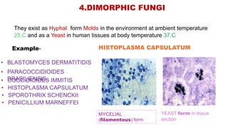 4.DIMORPHIC FUNGI
They exist as Hyphal form Molds in the environment at ambient temperature
25.C and as a Yeast in human tissues at body temperature 37.C
Example-
• BLASTOMYCES DERMATITIDIS
• PARACOCCIDIOIDES
BRASILIENSIS
• COCCIDIOIDES IMMITIS
• HISTOPLASMA CAPSULATUM
• SPOROTHRIX SCHENCKII
• PENICILLIUM MARNEFFEI
HISTOPLASMA CAPSULATUM
MYCELIAL
(filamentous) form
YEAST form in tissue
section
 