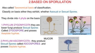 2.BASED ON SPORULATION
Also called Taxonomical basis of classification.
Classify on basis either they exhibit, whether Asexual or Sexual Spores.
They divide into 4 phyla on the basis of spores.
1.PHYLUM ZYGOMYCOTA they are
lower fungi produce Sexual Spores
Called ZYGOSPORE,and posses
Aseptate hyphae.
2.PHYLUM ASCOMYCOTA –they produce
Sexual Spores called ASCOSPORES ,and
posses Septate hyphae.
MUCOR
 