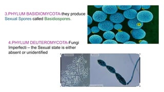 3.PHYLUM BASIDIOMYCOTA-they produce
Sexual Spores called Basidiospores.
4.PHYLUM DEUTEROMYCOTA-Fungi
Imperfecti – the Sexual state is either
absent or unidentified
 
