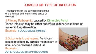 3.BASED ON TYPE OF INFECTION
This depends on the pathogenic potential
of the fungus and the immune status of
the host.
1.Primary Pathogenic: caused by Dimorphic Fungi.
These infection may be either superficial,cutananeous,deep or
systemic fungal infection.
Example- COCCIDIOIDES IMMITIS.
2.Opportunistic pathogens: Fungi can
cause infections by various mechanism in
immunocompromised individual .
Example-
ASPERGILLOSIS,CRYPTOCOCCOSIS
 