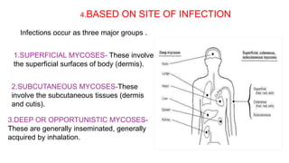 4.BASED ON SITE OF INFECTION
Infections occur as three major groups .
1.SUPERFICIAL MYCOSES- These involve
the superficial surfaces of body (dermis).
2.SUBCUTANEOUS MYCOSES-These
involve the subcutaneous tissues (dermis
and cutis).
3.DEEP OR OPPORTUNISTIC MYCOSES-
These are generally inseminated, generally
acquired by inhalation.
 