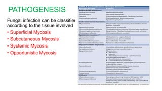 PATHOGENESIS
Fungal infection can be classified
according to the tissue involved
• Superficial Mycosis
• Subcutaneous Mycosis
• Systemic Mycosis
• Opportunistic Mycosis
 