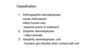 Classification:
1. Anthropophilic dermatophytes
-cause mild lesions
-infect human only
- respond poorly to treatment
2. Zoophilic dermatophytes
- infect animals
3. Geophilic dermatophytes: soil
-humans get infected when contact with soil
 