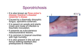 Sporotrichosis
• It is also known as Rose picker’s
disease /Gardner’s disease/
carpenter’s diseae
• Caused by a thermally dimorphic
fungus, sporothrix schenckii.
• It is pesent on woods and plants
(rose) and mode of infection is
traumatic inoculation.
• It presents as subcutaneous
noduloulcerative lesions.
• It is common in tropical countries
with high humidity.
• It is also present in the soil and
hence walking barefoot also
predisposes to infection.
 