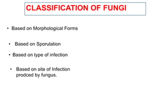 CLASSIFICATION OF FUNGI
• Based on Morphological Forms
• Based on Sporulation
• Based on type of infection
• Based on site of Infection
prodced by fungus.
 
