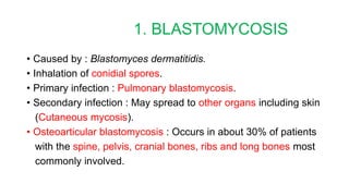 1. BLASTOMYCOSIS
• Caused by : Blastomyces dermatitidis.
• Inhalation of conidial spores.
• Primary infection : Pulmonary blastomycosis.
• Secondary infection : May spread to other organs including skin
(Cutaneous mycosis).
• Osteoarticular blastomycosis : Occurs in about 30% of patients
with the spine, pelvis, cranial bones, ribs and long bones most
commonly involved.
 