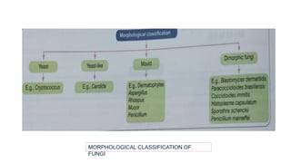 MORPHOLOGICAL CLASSIFICATION OF
FUNGI
 