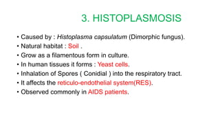 3. HISTOPLASMOSIS
• Caused by : Histoplasma capsulatum (Dimorphic fungus).
• Natural habitat : Soil .
• Grow as a filamentous form in culture.
• In human tissues it forms : Yeast cells.
• Inhalation of Spores ( Conidial ) into the respiratory tract.
• It affects the reticulo-endothelial system(RES).
• Observed commonly in AIDS patients.
 
