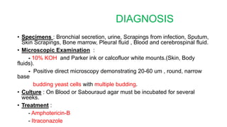 DIAGNOSIS
• Specimens : Bronchial secretion, urine, Scrapings from infection, Sputum,
Skin Scrapings, Bone marrow, Pleural fluid , Blood and cerebrospinal fluid.
• Microscopic Examination :
- 10% KOH and Parker ink or calcofluor white mounts.(Skin, Body
fluids).
- Positive direct microscopy demonstrating 20-60 um , round, narrow
base
budding yeast cells with multiple budding.
• Culture : On Blood or Sabouraud agar must be incubated for several
weeks.
• Treatment :
- Amphotericin-B
- Itraconazole
 