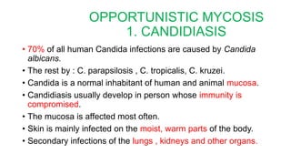 OPPORTUNISTIC MYCOSIS
1. CANDIDIASIS
• 70% of all human Candida infections are caused by Candida
albicans.
• The rest by : C. parapsilosis , C. tropicalis, C. kruzei.
• Candida is a normal inhabitant of human and animal mucosa.
• Candidiasis usually develop in person whose immunity is
compromised.
• The mucosa is affected most often.
• Skin is mainly infected on the moist, warm parts of the body.
• Secondary infections of the lungs , kidneys and other organs.
 