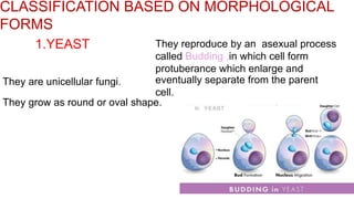 CLASSIFICATION BASED ON MORPHOLOGICAL
FORMS
1.YEAST
They are unicellular fungi.
They grow as round or oval shape.
They reproduce by an asexual process
called Budding ,in which cell form
protuberance which enlarge and
eventually separate from the parent
cell.
 