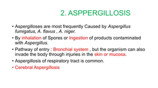 2. ASPPERGILLOSIS
• Aspergilloses are most frequently Caused by Aspergillus
fumigatus, A. flavus , A. niger.
• By inhalation of Spores or Ingestion of products contaminated
with Aspergillus.
• Pathway of entry : Bronchial system , but the organism can also
invade the body through injuries in the skin or mucosa.
• Aspergillosis of respiratory tract is common.
• Cerebral Aspergillosis
 