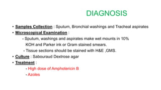 DIAGNOSIS
• Samples Collection : Sputum, Bronchial washings and Tracheal aspirates
• Microscopical Examination :
- Sputum, washings and aspirates make wet mounts in 10%
KOH and Parker ink or Gram stained smears.
- Tissue sections should be stained with H&E ,GMS.
• Culture : Sabouraud Dextrose agar
• Treatment :
- High dose of Amphotericin B
- Azoles
 