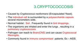 3.CRYPTOCOCCOSIS
• Caused by Cryptococcus neoformans (Encapsulated Yeast).
• The individual cell is surrounded by a polysaccharide capsule
several micrometers wide.
• Normal habitat : Soil . Frequently found in bird droppings.
• The organisms are inhaled and enter the lungs , resulting in a
pulmonary cryptococcosis
• Pathogen can reach to Brain(CNS) and can cause Cryptococcal
Meningitis.
• Commonly found in immuno compromised patients. Ex – AIDS.
 