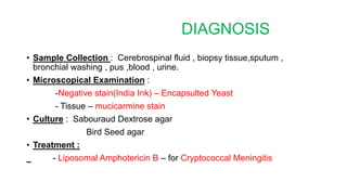 DIAGNOSIS
• Sample Collection : Cerebrospinal fluid , biopsy tissue,sputum ,
bronchial washing , pus ,blood , urine.
• Microscopical Examination :
-Negative stain(India Ink) – Encapsulted Yeast
- Tissue – mucicarmine stain
• Culture : Sabouraud Dextrose agar
Bird Seed agar
• Treatment :
- Liposomal Amphotericin B – for Cryptococcal Meningitis
 