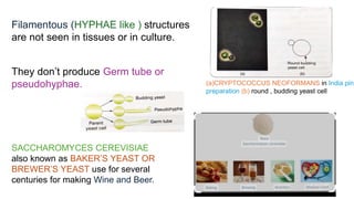 Filamentous (HYPHAE like ) structures
are not seen in tissues or in culture.
They don’t produce Germ tube or
pseudohyphae.
SACCHAROMYCES CEREVISIAE
also known as BAKER’S YEAST OR
BREWER’S YEAST use for several
centuries for making Wine and Beer.
(a)CRYPTOCOCCUS NEOFORMANS in India pink
preparation (b) round , budding yeast cell
 