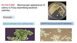 IN CULTURE ,Macroscopic appearance of
colony is Pasty,resembling bacterial
colonies.
Example -
SACCHAROMYCES CEREVISIAE CRYPTOCOCCUS NEOFORMANS
 