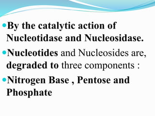 By the catalytic action of
Nucleotidase and Nucleosidase.
Nucleotides and Nucleosides are,
degraded to three components :
Nitrogen Base , Pentose and
Phosphate
 
