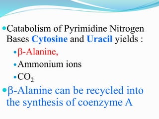 Catabolism of Pyrimidine Nitrogen
Bases Cytosine and Uracil yields :
b-Alanine,
Ammonium ions
CO2
b-Alanine can be recycled into
the synthesis of coenzyme A
 
