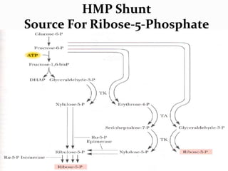 HMP Shunt
Source For Ribose-5-Phosphate
 