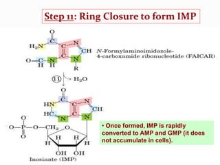 Step 11: Ring Closure to form IMP
• Once formed, IMP is rapidly
converted to AMP and GMP (it does
not accumulate in cells).
 