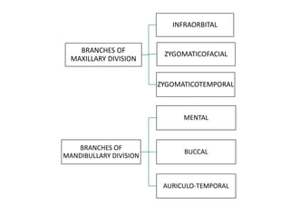 BRANCHES OF
MAXILLARY DIVISION
INFRAORBITAL
ZYGOMATICOFACIAL
ZYGOMATICOTEMPORAL
BRANCHES OF
MANDIBULLARY DIVISION
MENTAL
BUCCAL
AURICULO-TEMPORAL
 