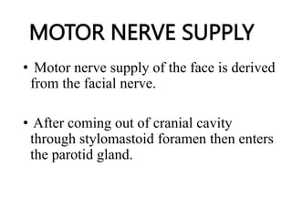 MOTOR NERVE SUPPLY
• Motor nerve supply of the face is derived
from the facial nerve.
• After coming out of cranial cavity
through stylomastoid foramen then enters
the parotid gland.
 