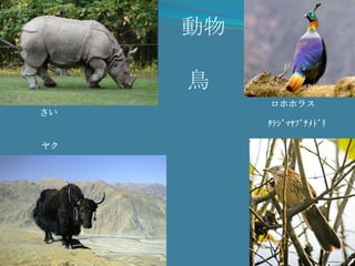 カトマンズパスパティナートバウダナートカトマンズ　ダラバーラ　ひろばソヤンブナートチャングナラヤンパタン　ダラバーラ　ひろば