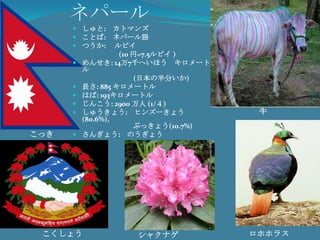 ネパールしゅと:　カトマンズことば:　ネパール語つうか: 　ルピイ　　(10 円=7.5ルピイ)めんせき: 14万7千へいほう　キロメートル　　　　　　 　　(日本の半分いか)長さ: 885 キロメートルはば: 193キロメートルじんこう: 2900万人 (1/４)しゅうきょう:　ヒンズーきょう(80.6%), 	　　　　　　　　　　　　　ぶっきょう(10.7%)さんぎょう:　のうぎょう牛こっきこくしょうロホホラスシャクナゲ