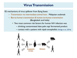 VirusTransmission
02 mechanisms of virus spillover from flying foxes:
– Transmission via intermediate animal host - Malaysian outbreak
– Bat-to-human transmission & human-to-human transmission
(Bangladesh and India)
• Two most common risk factors for human NiV infection was
– drinking contaminated date palm sap/ fermented product
– contact with a patient with nipah encephalitis (Hedge et al., 2016)
Bangladesh
& India
Malaysia
 