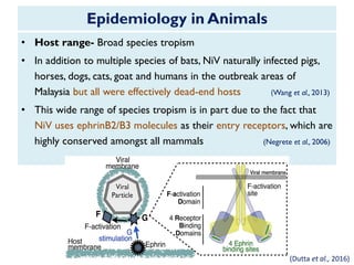 Epidemiology in Animals
• Host range- Broad species tropism
• In addition to multiple species of bats, NiV naturally infected pigs,
horses, dogs, cats, goat and humans in the outbreak areas of
Malaysia but all were effectively dead-end hosts (Wang et al., 2013)
• This wide range of species tropism is in part due to the fact that
NiV uses ephrinB2/B3 molecules as their entry receptors, which are
highly conserved amongst all mammals (Negrete et al., 2006)
(Dutta et al., 2016)
 