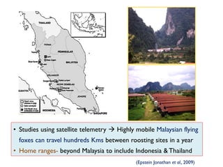 • Studies using satellite telemetry  Highly mobile Malaysian flying
foxes can travel hundreds Kms between roosting sites in a year
• Home ranges- beyond Malaysia to include Indonesia & Thailand
(Epstein Jonathan et al., 2009)
 