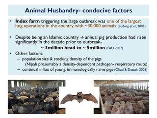 Animal Husbandry- conducive factors
• Index farm triggering the large outbreak was one of the largest
hog operations in the country with ~30,000 animals (Ludwig et al., 2003)
• Despite being an Islamic country  annual pig production had risen
significantly in the decade prior to outbreak-
~ 3million head to ~ 5million (FAO 2007)
• Other factors:
– population size & stocking density of the pigs
(Nipah presumably a density-dependent pathogen- respiratory route)
– continual influx of young, immunologically naive pigs (Olival & Daszak, 2005)
 