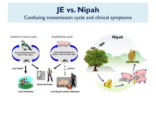 JE vs. Nipah
Confusing transmission cycle and clinical symptoms
Nipah
 