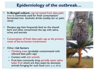 • In Bengali culture- sap harvested from date palm
tree is commonly used for fresh consumption/
fermented into alcoholic drinks (toddy, tari or palm
wine)
• Pteropus spp. bats frequently feed on the shaved
bark and often contaminate the sap with saliva,
urine, and excreta
• Consumption of fresh date palm sap as the primary
route of bat-to-human transmission
• Other risk factors
– Climbing trees (probably contaminated with
infected date palm sap)
– Contact with sick animals
– Fruit bats commonly drop partially eaten saliva
laden fruit which are then eaten by domestic
animals foraging for such food (Islam et al., 2016)
Epidemiology of the outbreak…
 