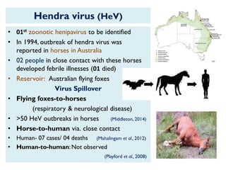 Hendra virus (HeV)
• 01st zoonotic henipavirus to be identified
• In 1994, outbreak of hendra virus was
reported in horses in Australia
• 02 people in close contact with these horses
developed febrile illnesses (01 died)
• Reservoir: Australian flying foxes
Virus Spillover
• Flying foxes-to-horses
(respiratory & neurological disease)
• >50 HeV outbreaks in horses (Middleton, 2014)
• Horse-to-human via. close contact
• Human- 07 cases/ 04 deaths (Mahalingam et al., 2012)
• Human-to-human: Not observed
(Playford et al., 2008)
 