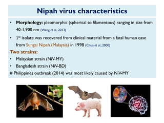 Nipah virus characteristics
• Morphology: pleomorphic (spherical to filamentous) ranging in size from
40-1,900 nm (Wang et al., 2013)
• 1st isolate was recovered from clinical material from a fatal human case
from Sungai Nipah (Malaysia) in 1998 (Chua et al., 2000)
Two strains:
• Malaysian strain (NiV-MY)
• Bangladesh strain (NiV-BD)
# Philippines outbreak (2014) was most likely caused by NiV-MY
 